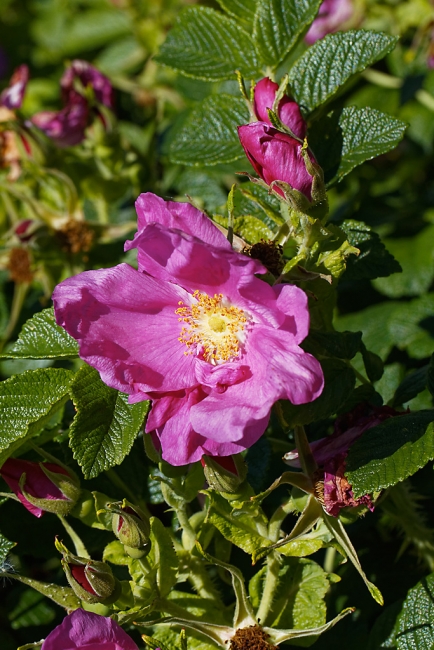 Jardin Botanique de la Bastide-009